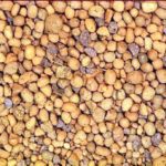 Fort Pedras – Argila tipo 1506