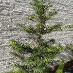 Fort Pedras – Fachada e Revestimento – Pedra Filete São Tomé Branca